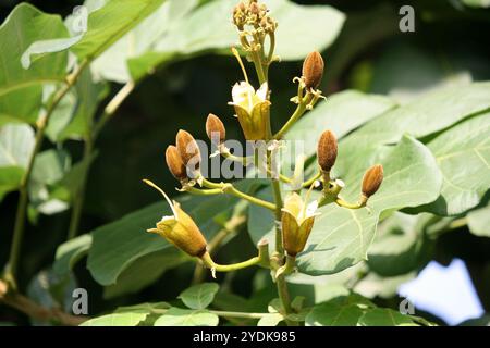 Katsagon (Fernandoa adenophylla) Blütenknospen zwischen grünem Laub. Stockfoto