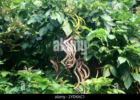 Katsagon (Fernandoa adenophylla) Kapseln, die an einem Baum hängen. Stockfoto