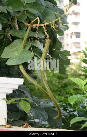 Katsagon (Fernandoa adenophylla) Kapseln, die an einem Baum hängen. Stockfoto