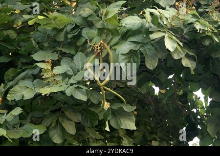 Katsagon (Fernandoa adenophylla) Kapseln, die an einem Baum hängen. Stockfoto