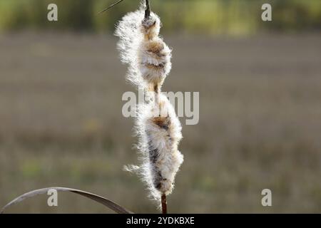 Reifer, flauschiger Samenkopf von Typha latifolia, auch Bulrush oder gemeiner Cattail genannt, im Winter. Der Baumwoll-Flaum wird sich durch den Wind zerstreuen Stockfoto