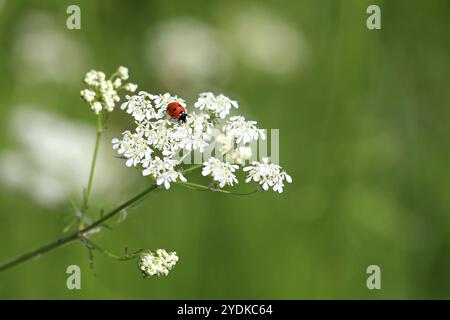 Sieben Spotted Ladybug, Coccinella septempunctata, weißen Blüten der Kuh, Petersilie, Anthriscus sylvestris, mit grünem Hintergrund von Gras im Sommer. Sh Stockfoto