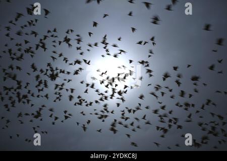 Schwarzgrund mit einer Schar schwarzer Corvus monedula Vögel im Flug, verschwommene Bewegung, gegen dunklen Himmel Stockfoto