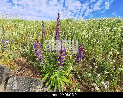 Echium vulgare, bekannt als Viperenbugloss und Blaualgenpflanze, wächst in natürlicher Umgebung unter Weißen, möglicherweise Noccaea spp Blumen Stockfoto