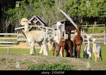 Herde brauner und weißer Alpakas, Vicugna Pacos, folgt dem Führer auf der Wiese der Alpaka-Farm. Alpakas sind freundliche und gesellige Tiere Stockfoto