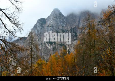 Berggipfel am Vršič in den Julischen alpen, Gorenjska, Slowenien mit herbstlich orangefarbenen Lärchenbäumen Stockfoto