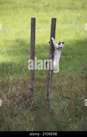 Weiße Katze mit dunklen Flecken auf einem dünnen Stock auf einer Wiese, unbequeme Sitzposition, Niederbayern, Bayern, Deutschland, Europa Stockfoto