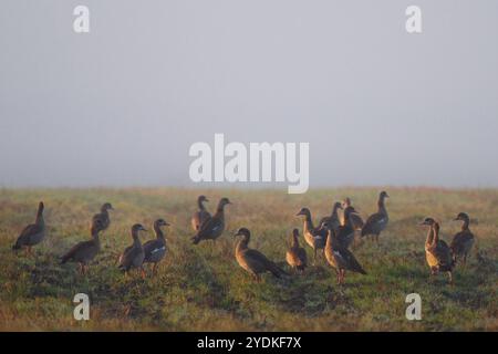 Gruppe ägyptischer Gänse auf einer Wiese an einem trüben Tag. Stockfoto