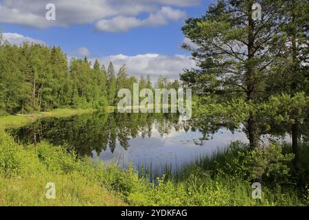 Ruhiger See Sorvasto am schönen Mittsommerabend mit üppigen Bäumen, blauem Himmel und schönen Wolken. Sorvasto ist ein kleiner See an der Straße 186 in Kisko Stockfoto