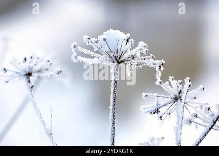 Raureif oder Adventreif und wenig Schnee über Anthriscus sylvestris, im Winter Kuh-Petersilienpflanze Stockfoto