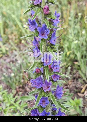 Echium vulgare, bekannt als Viperenbugloss und Blaualgenpflanze, die in der natürlichen Umgebung wächst. Ihre Blüten beginnen rosa und werden blau oder violett Stockfoto