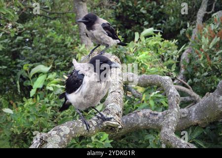 Zwei junge Kapuzenkrähen, Corvus cornix, sitzen an einem Sommertag auf einem Baum Stockfoto