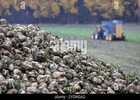 Ein Haufen Zuckerrüben im Oktober und im Hintergrund: Defokussierter Traktor und Rübenernter arbeiten auf dem Feld Stockfoto