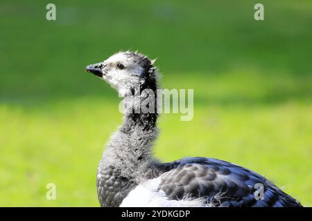 Nahaufnahme der jungen Barnacle-Gans, Branta leucopsis, im Profil gegen grüne Wiese Stockfoto