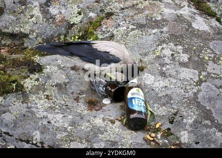 Junge Kapuzenkrähe, Corvus Cornix, pickt eine Bierflasche an einem Ort, wo jemand getrunken und geraucht hat. Konzept für schlechte Gewohnheiten lernen Stockfoto