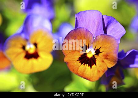 Eine bunte Stiefmütterchenblume wächst im Frühling im Garten, eine weitere Blume links verschwimmt für Wirkung. Digitale Erweiterung mit Filtern Stockfoto