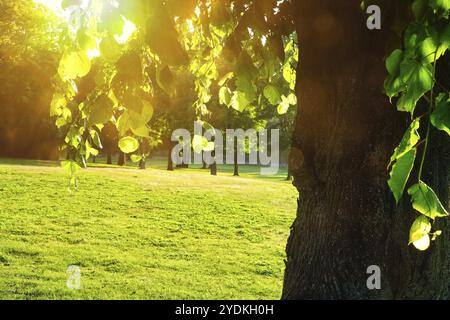 Sonnenlicht hinter grüner Lindenbaum, Tilia x vulgaris, im Park an einem ruhigen, sonnigen Morgen im Frühsommer. Kaivopuisto Park, Helsinki, Finnland. Juni 20 Stockfoto