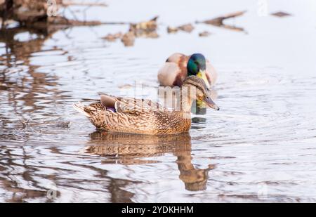 Ein paar Stockenten schwimmen im Fluss. Mallard Enten, lateinischer Name Anas platyrhynchos, männlich und weiblich Stockfoto