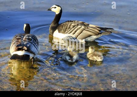 Zwei ausgewachsene Barnacle Gänse, Branta leucopsis, und zwei winzige Fuzzy Gänse, die im Meer schwimmen. Helsinki, Finnland, Europa Stockfoto