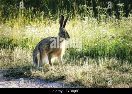 Braunhase, Lepus europaeus, der im Gras sitzt und wachsam ist an einem sonnigen Sommermorgen Stockfoto