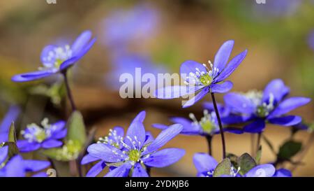 Blaue Blüten von hepatica nobilis oder Anemone hepatica schließen sich im Frühjahr Stockfoto