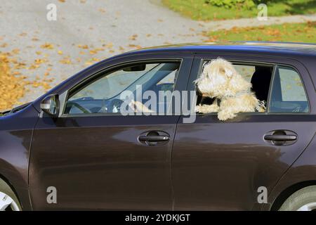 Niedlicher und neugieriger Hund reist an einem schönen sonnigen Tag auf dem Rücksitz des Autos, Kopf und Pfoten nach außen, Sicherheitsgurt angelegt. Keine Logos, keine identifizierbare pe Stockfoto