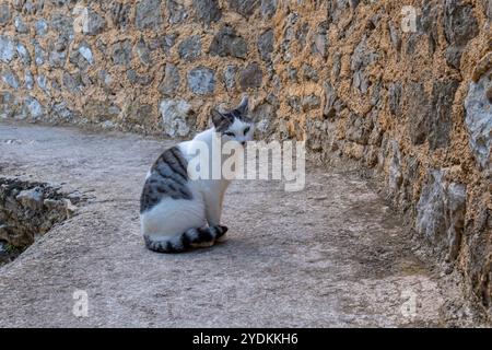 Eine weiße streunende Katze mit schwarzen Streifen an einer mittelalterlichen Mauer bei Sonnenaufgang. Insel Mallorca, Spanien Stockfoto