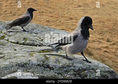 Männliche Krähe mit Kapuze, Corvus cornix, strähnt und sieht am besten aus mit erhöhter Krone, gewölbtem Hals und gerader Haltung an einem Frühlingstag Stockfoto