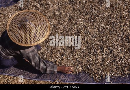 24.02.2008, Thandwe, Staat Rakhaing, Myanmar, Asien, eine Frau verbreitet getrockneten Fisch am Strand von Ngapali, Asien Stockfoto