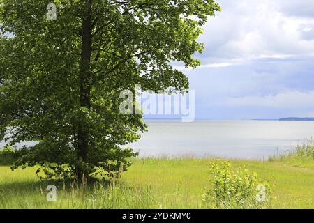 Grüne Erle, Alnus glutinosa, wächst an einem sonnigen, donnernden Sommertag am See Stockfoto