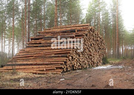 Sehr großer Anhäufung von Kiefernstämmen auf einer Holzfällstelle im Kiefernwald im frühen Frühjahr mit Nebel um Baumkronen herum. Finnland. März 2020 Stockfoto