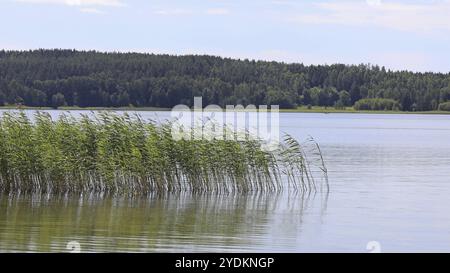 Sommer Meereslandschaft mit Schilf 2 Stockfoto