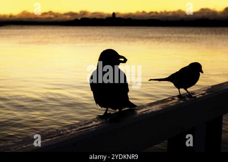 Kapuzenkrähe, Corvus cornix und eurasische Magpie Pica pica am Holzgeländer eines Piers in der frühen Morgenröte Stockfoto