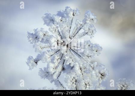 Raureif oder Adventionsfrost über Anthriscus sylvestris, Kuh-Petersilienpflanze an einem kalten Wintertag. Geringe Schärfentiefe Stockfoto