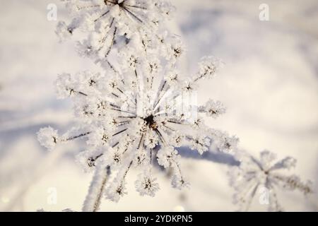 Raureif oder Adventionsfrost über Anthriscus sylvestris, Kuh-Petersilienpflanze an einem kalten Wintertag. Geringe Schärfentiefe Stockfoto