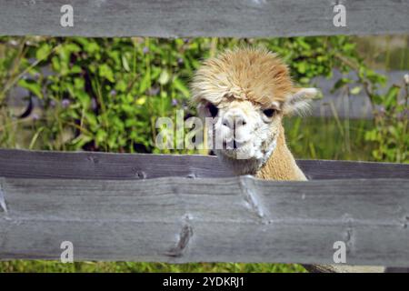 Niedliche und neugierige junge Alpaca blickt an einem sonnigen Sommertag durch einen Holzzaun auf eine Farm. Alpakas sind freundliche und soziale Herdentiere Stockfoto