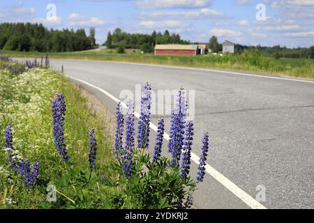 Blaue Lupine-Blüten, Lupinus polyphyllus, wachsen an einem schönen Sommertag am Rande der ländlichen Asphaltstraße Stockfoto