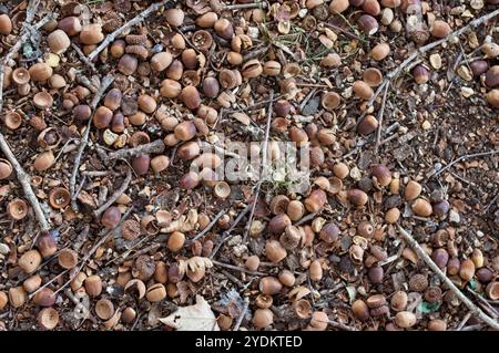 Eicheln und Stäbchen verstreut auf dem Waldboden Stockfoto