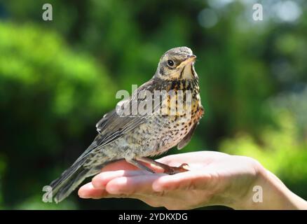 Eingebettete Thrush Fieldfare, die auf der Hand auf dem Hintergrund der umliegenden Natur sitzt Stockfoto