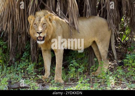 Männlicher Löwe in Selous Wildreservat, Tansania. Stockfoto