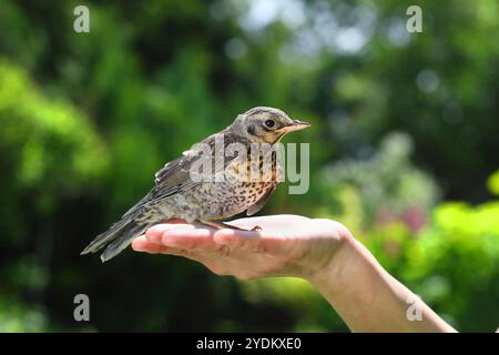 Eingebettete Thrush Fieldfare, die auf der Handfläche vor dem Hintergrund der umliegenden Natur sitzt Stockfoto