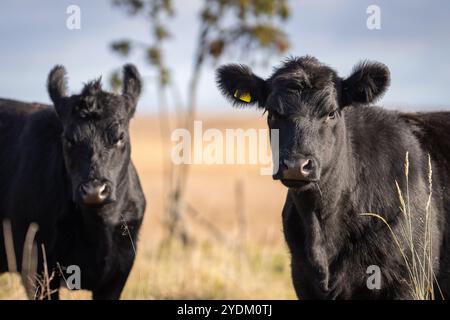 Jährling Färse Aberdeen Angus mit herbstlichem Hintergrund verschwommen. Ein Aberdeen Angus Kalb auf einer Küstenwiese. Stockfoto