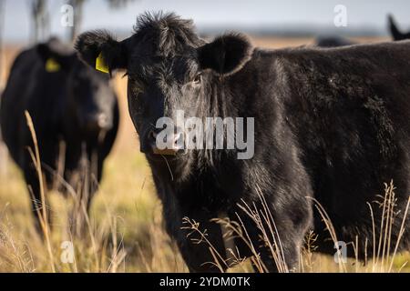Jährling Färse Aberdeen Angus mit herbstlichem Hintergrund verschwommen. Ein Aberdeen Angus Kalb auf einer Küstenwiese. Stockfoto