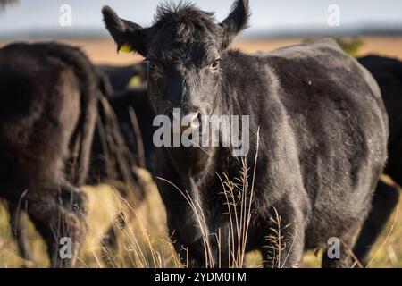 Jährling Färse Aberdeen Angus mit herbstlichem Hintergrund verschwommen. Ein Aberdeen Angus Kalb auf einer Küstenwiese. Stockfoto