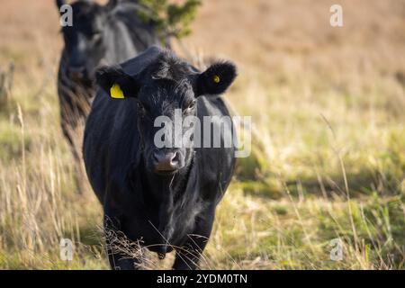 Jährling Färse Aberdeen Angus mit herbstlichem Hintergrund verschwommen. Ein Aberdeen Angus Kalb auf einer Küstenwiese. Stockfoto
