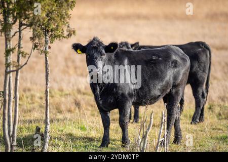 Jährling Färse Aberdeen Angus mit herbstlichem Hintergrund verschwommen. Ein Aberdeen Angus Kalb auf einer Küstenwiese. Stockfoto