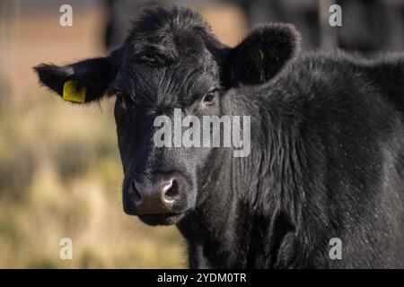 Jährling Färse Aberdeen Angus mit herbstlichem Hintergrund verschwommen. Ein Aberdeen Angus Kalb auf einer Küstenwiese. Stockfoto