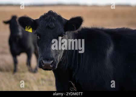 Jährling Färse Aberdeen Angus mit herbstlichem Hintergrund verschwommen. Ein Aberdeen Angus Kalb auf einer Küstenwiese. Stockfoto