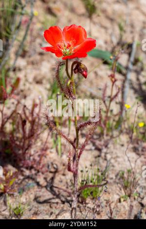 Die rotblühende Form des Sonnentau Drosera cistiflora (eine fleischfressende Pflanze) im natürlichen Lebensraum des Westkap von Südafrika Stockfoto