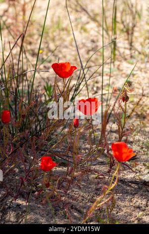 Die rotblühende Form des Sonnentau Drosera cistiflora (eine fleischfressende Pflanze) im natürlichen Lebensraum des Westkap von Südafrika Stockfoto